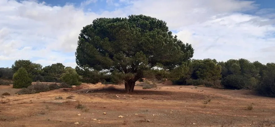 La Forêt Ain Yekboub à Mostaganem - Destination Algérie